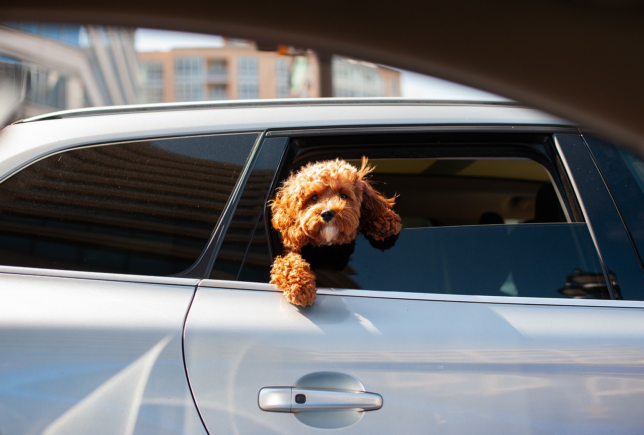 College Car Shipping Rates